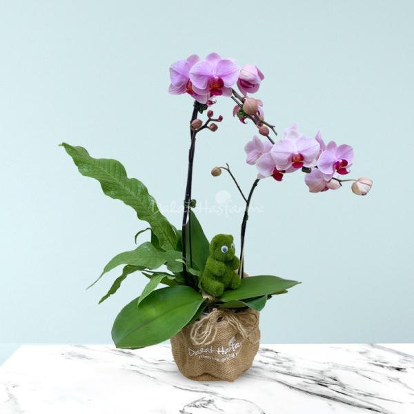 Lan Hồ Điệp Hồng Phát 027