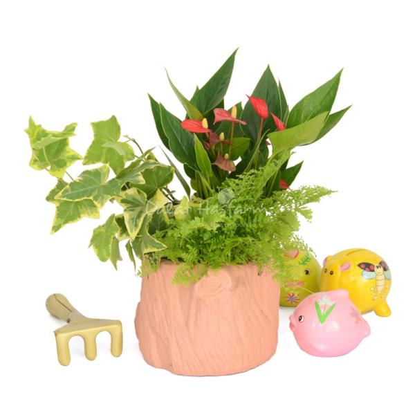 Chậu Hoa Thiết Kế Nồng Ấm 049