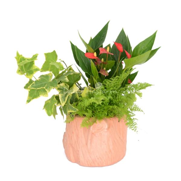 Chậu Hoa Thiết Kế Nồng Ấm 049