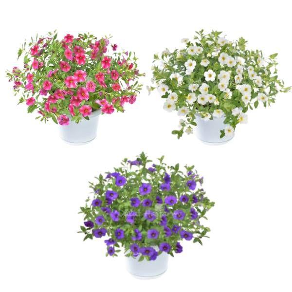 Calibrachoa mix - Ngàn chuông Mix