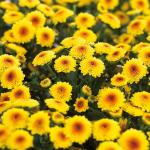 Bó Hoa Thanh Xuân 238