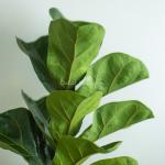 Chậu Cây Thiết Kế Đồng Xanh 115