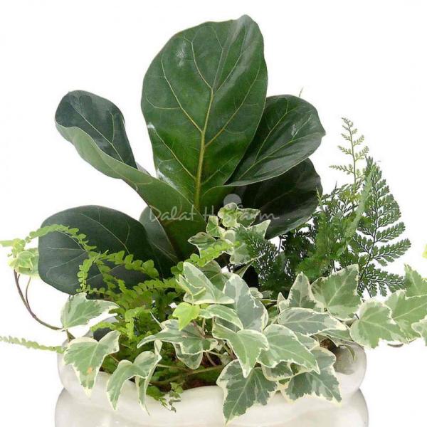 Chậu Cây Thiết Kế Đồng Xanh 003