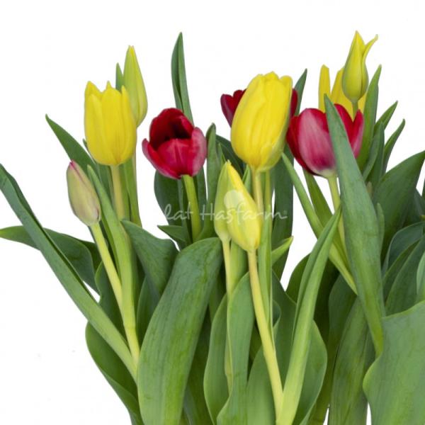 Chậu Hoa Thiết Kế Sắc Xuân 068