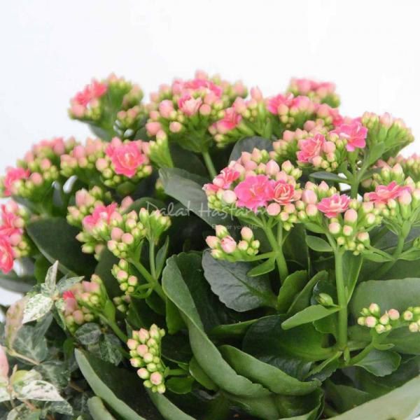 Chậu Hoa Thiết Kế Trường Thọ 021