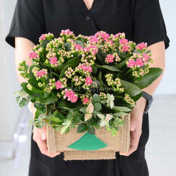 Chậu Hoa Thiết Kế Trường Thọ 021