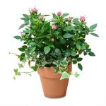 Chậu Hoa Thiết Kế Yêu Thương 038