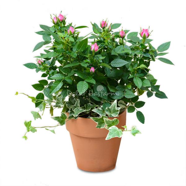 Chậu Hoa Thiết Kế Yêu Thương 038