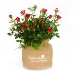 Chậu Hoa Thiết Kế Yêu Thương 051