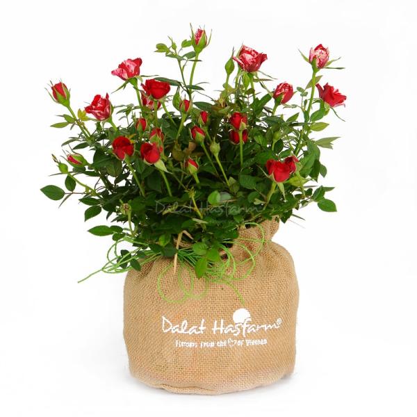 Chậu Hoa Thiết Kế Yêu Thương 051