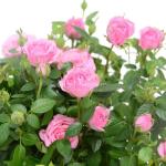 Chậu Hoa Thiết Kế Yêu Thương 012