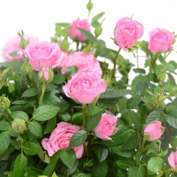 Chậu Hoa Thiết Kế Yêu Thương 012