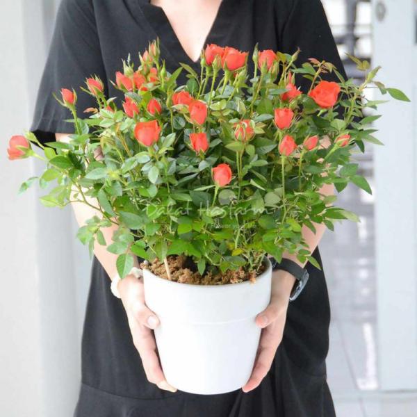 Chậu Hoa Thiết Kế Yêu Thương 014