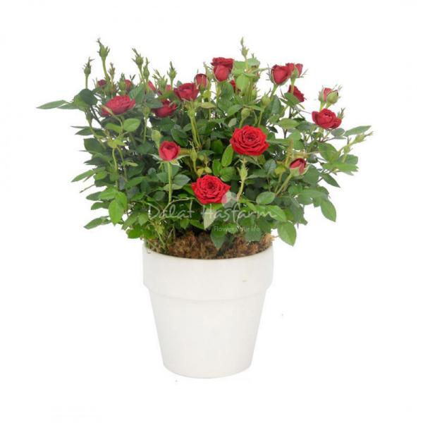 Chậu Hoa Thiết Kế Yêu Thương 011