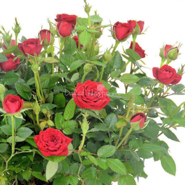 Chậu Hoa Thiết Kế Yêu Thương 011