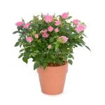 Chậu Hoa Thiết Kế Yêu Thương 012