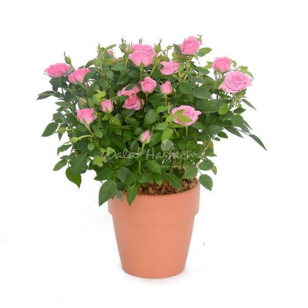 Chậu Hoa Thiết Kế Yêu Thương 012