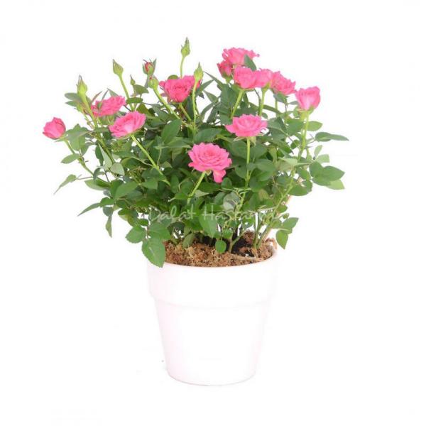 Chậu Hoa Thiết Kế Yêu Thương 013