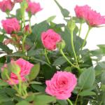 Chậu Hoa Thiết Kế Yêu Thương 013