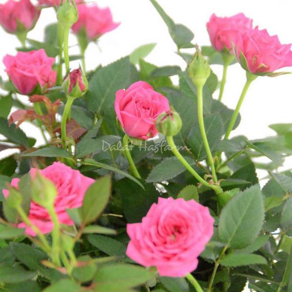 Chậu Hoa Thiết Kế Yêu Thương 013