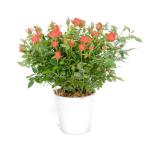 Chậu Hoa Thiết Kế Yêu Thương 014