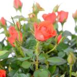 Chậu Hoa Thiết Kế Yêu Thương 014