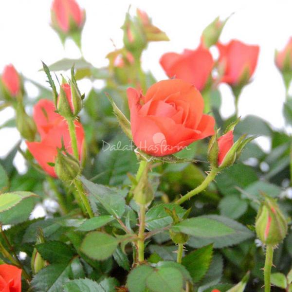 Chậu Hoa Thiết Kế Yêu Thương 014