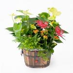 Chậu Hoa Thiết Kế Nồng Ấm 040