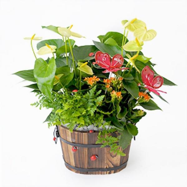 Chậu Hoa Thiết Kế Nồng Ấm 040