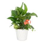 Chậu Hoa Thiết Kế Đồng Xanh 009