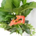 Chậu Hoa Thiết Kế Đồng Xanh 009