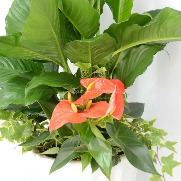 Chậu Hoa Thiết Kế Đồng Xanh 009