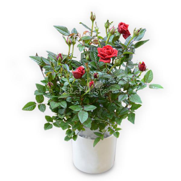 Chậu sứ Hoa Hồng trung 074