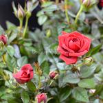 Chậu sứ Hoa Hồng trung 074