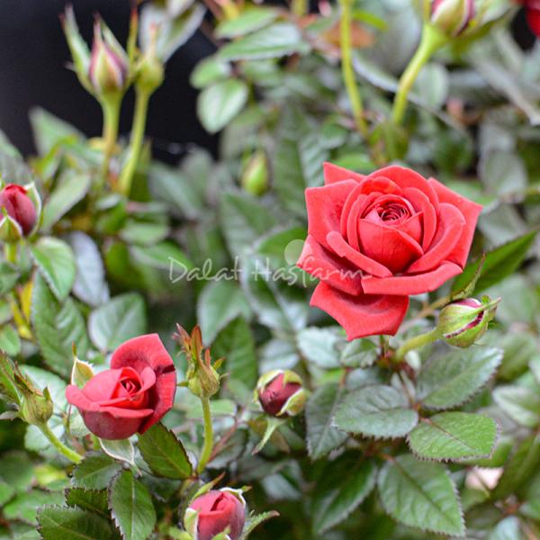 Chậu sứ Hoa Hồng trung 074