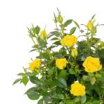 Chậu Hoa Thiết Kế Yêu Thương 055