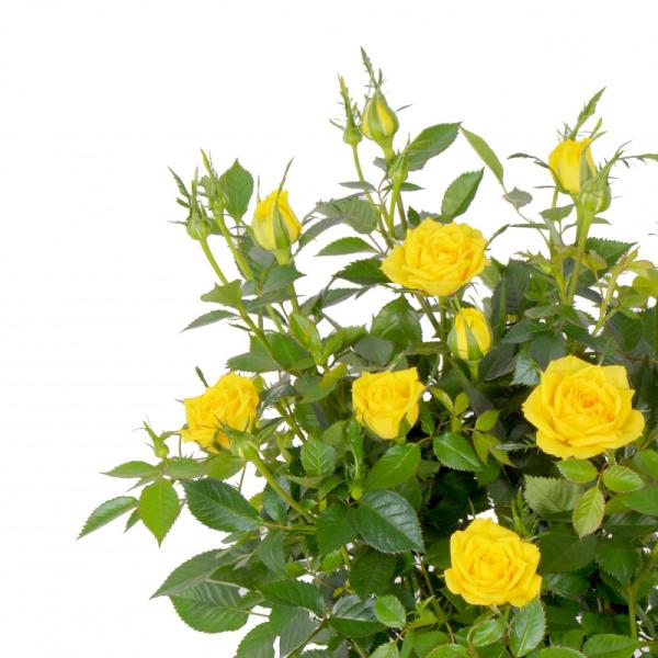 Chậu Hoa Thiết Kế Yêu Thương 055