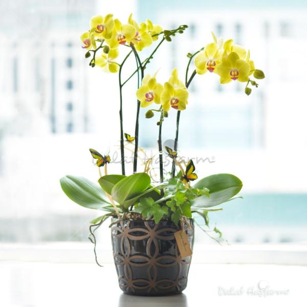 Lan Hồ Điệp Thành Ý 020