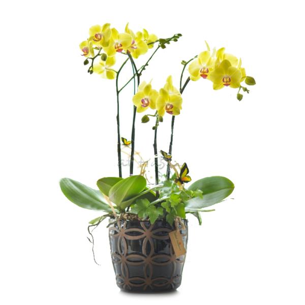 Lan Hồ Điệp Thành Ý 020