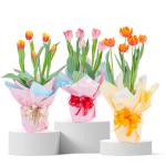 Chậu Giấy Gói Hoa Tulip 127