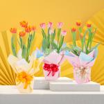 Chậu Giấy Gói Hoa Tulip 127
