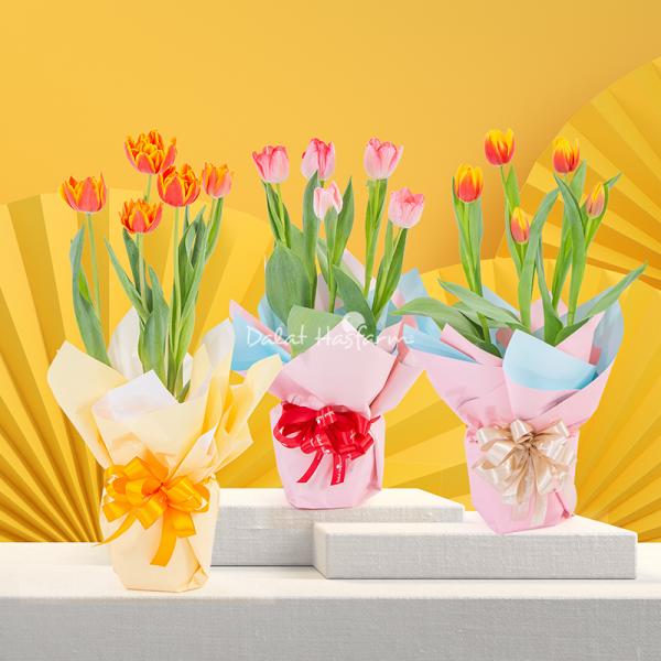 Chậu Giấy Gói Hoa Tulip 127