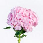 Bó Hoa Tình Cảm Chân Thành 192