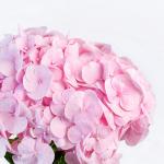 Bó Hoa Tình Cảm Chân Thành 192