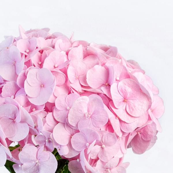 Bó Hoa Tình Cảm Chân Thành 192