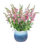 Chậu Sứ Cây Bâng Khuâng 021