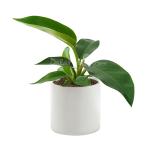 Chậu Sứ Cây Đế Vương 026