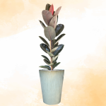 Chậu Cây Xanh Thiết Kế 002