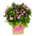 Giỏ Hoa Chậu Thiết Kế Yêu Thương 026