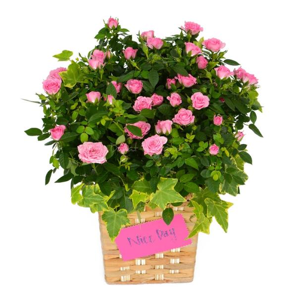 Giỏ Hoa Chậu Thiết Kế Yêu Thương 026